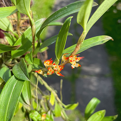 Bulbophyllum aff. smithianum