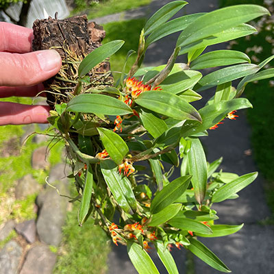 Bulbophyllum aff. smithianum