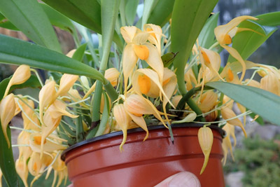 Bulbophyllum ankylochele