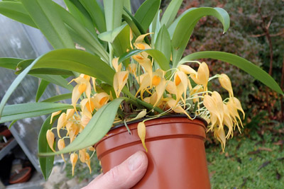 Bulbophyllum ankylochele