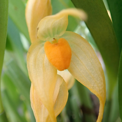 Bulbophyllum ankylochele