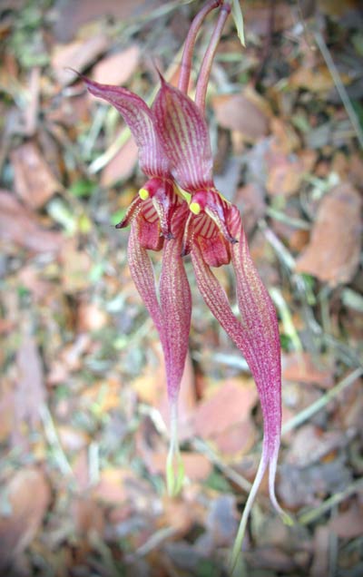 Bulbophyllum biflorum