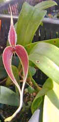 Bulbophyllum maxillariae