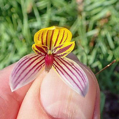 Bulbophyllum bolsteri