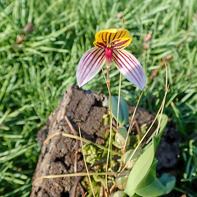 Bulbophyllum bolsteri