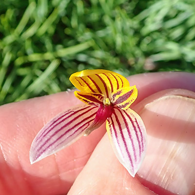 Bulbophyllum bolsteri