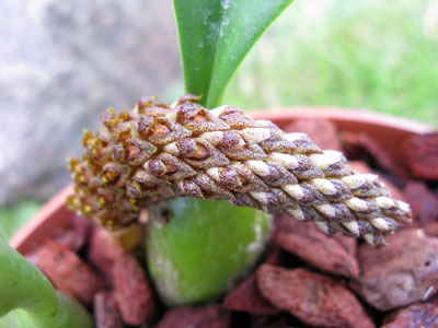 Bulbophyllum careyanum