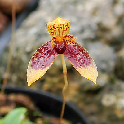 Bulbophyllum catenulatum