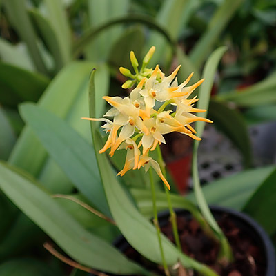 Bulbophyllum cephalophorum