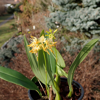 Bulbophyllum cephalophorum