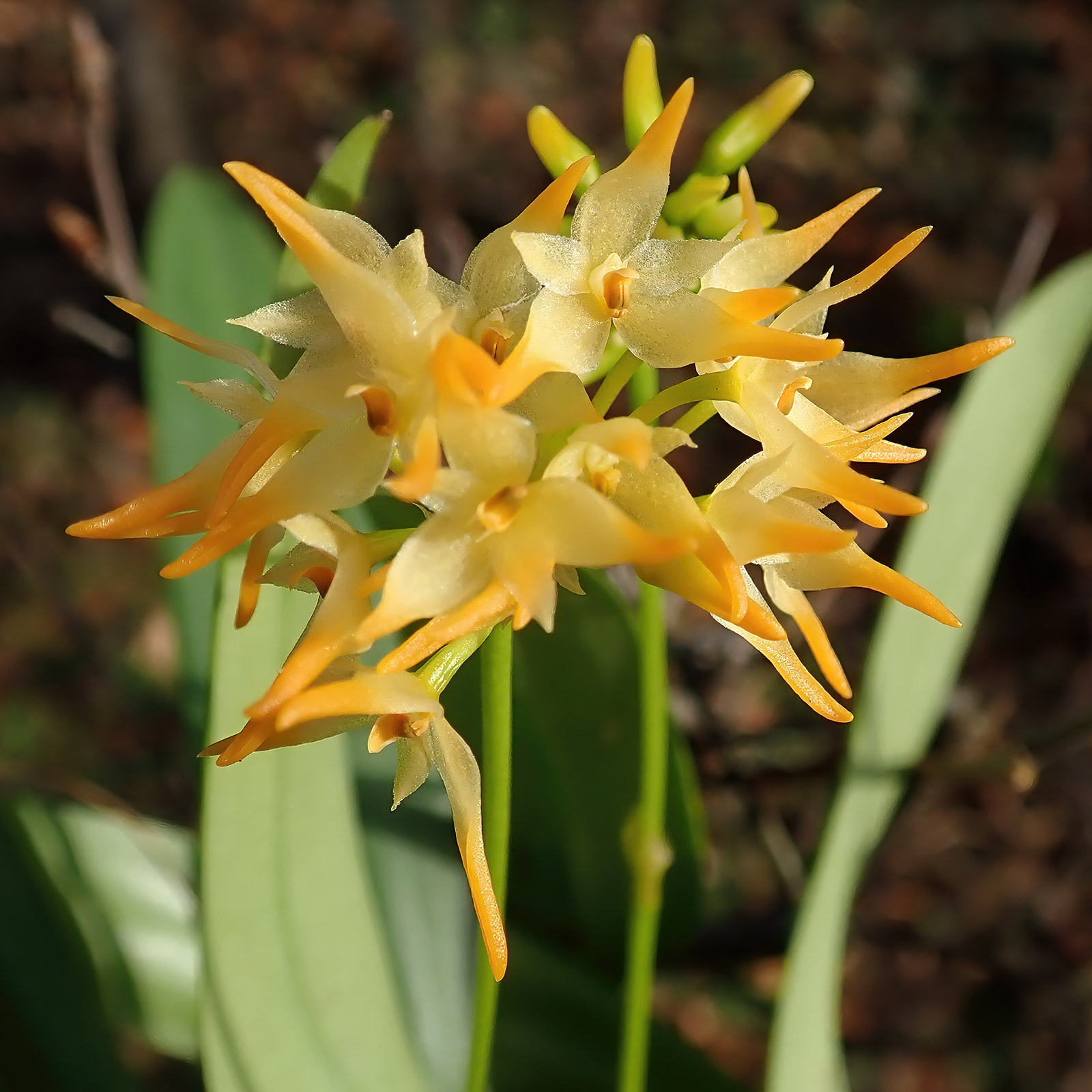 Bulbophyllum cephalophorum