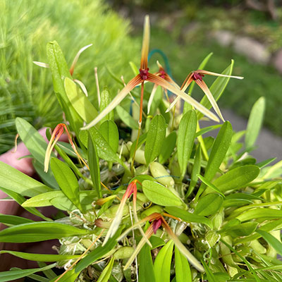 Bulbophyllum cernuum