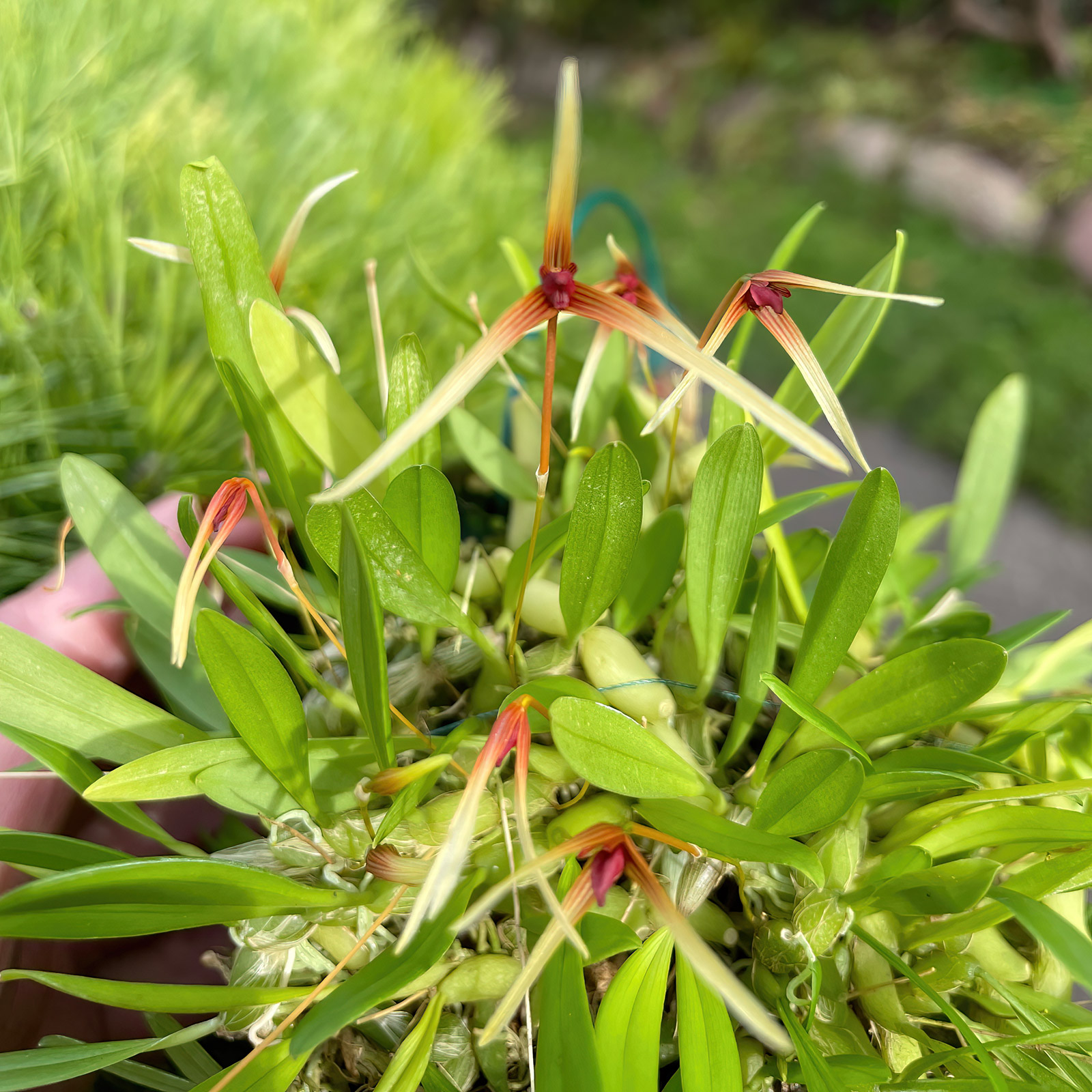 Bulbophyllum cernuum
