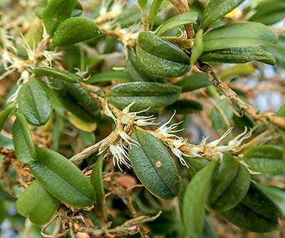 Bulbophyllum clandestinum