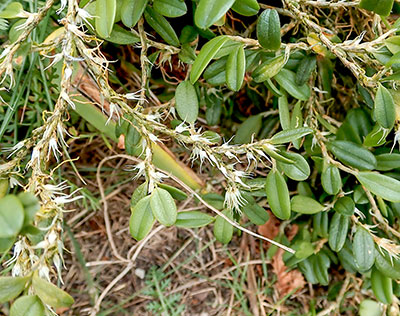 Bulbophyllum clandestinum