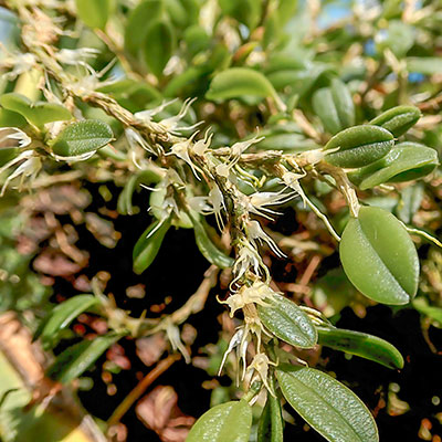 Bulbophyllum clandestinum