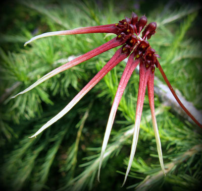 Bulbophyllum delitescens