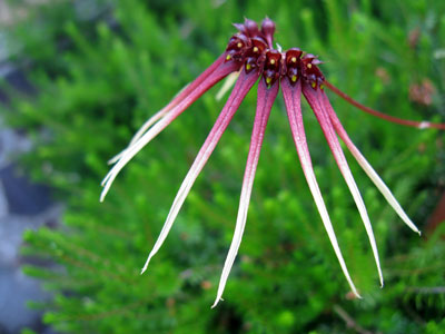 Bulbophyllum delitescens