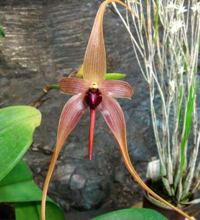 Bulbophyllum echinolabium