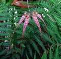 Bulbophyllum 'Elizabeth Ann'