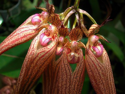 Bulbophyllum 'Elizabeth Ann'