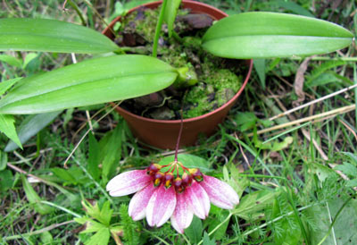 Bulbophyllum flabellum-veneres