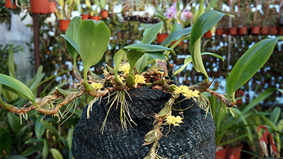 Bulbophyllum flavocapitatum