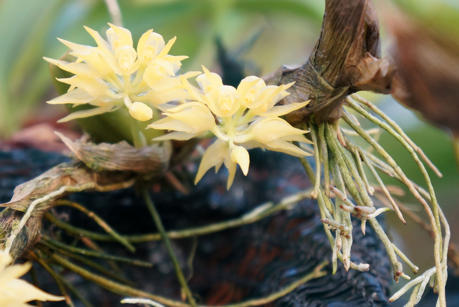 Bulbophyllum flavocapitatum