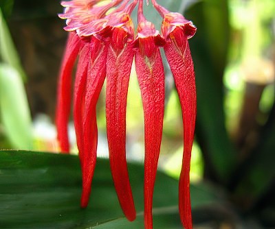 Bulbophyllum thaiorum red