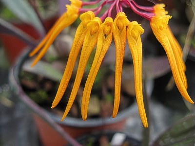 Bulbophyllum thaiorum yellow