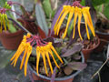 Bulbophyllum thaiorum yellow