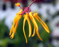 Bulbophyllum thaiorum yellow