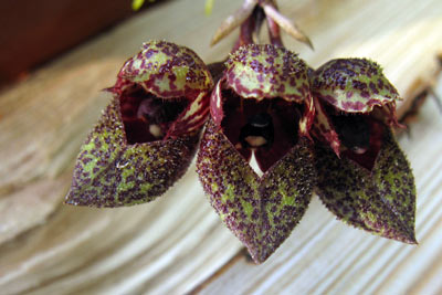 Bulbophyllum frostii