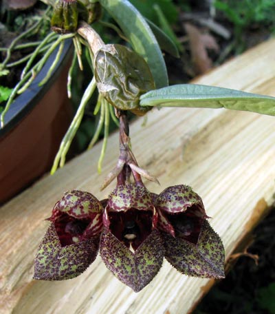 Bulbophyllum frostii