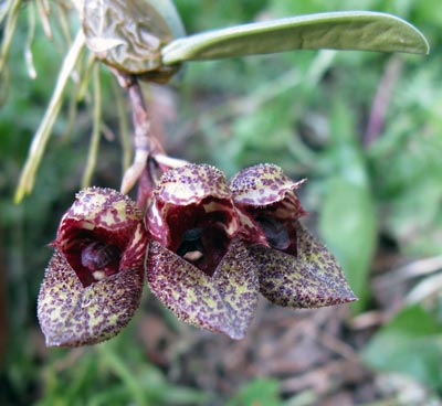 Bulbophyllum frostii