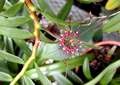 Bulbophyllum gracillimum