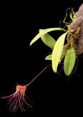 Bulbophyllum gracillimum