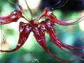 Bulbophyllum gracillimum