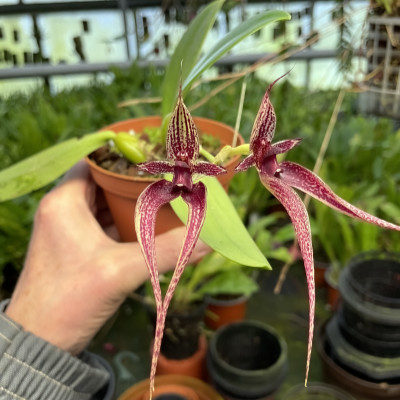 Bulbophyllum 'Hans Delight'  (Bulb. putidum × Bulb. cruentum)