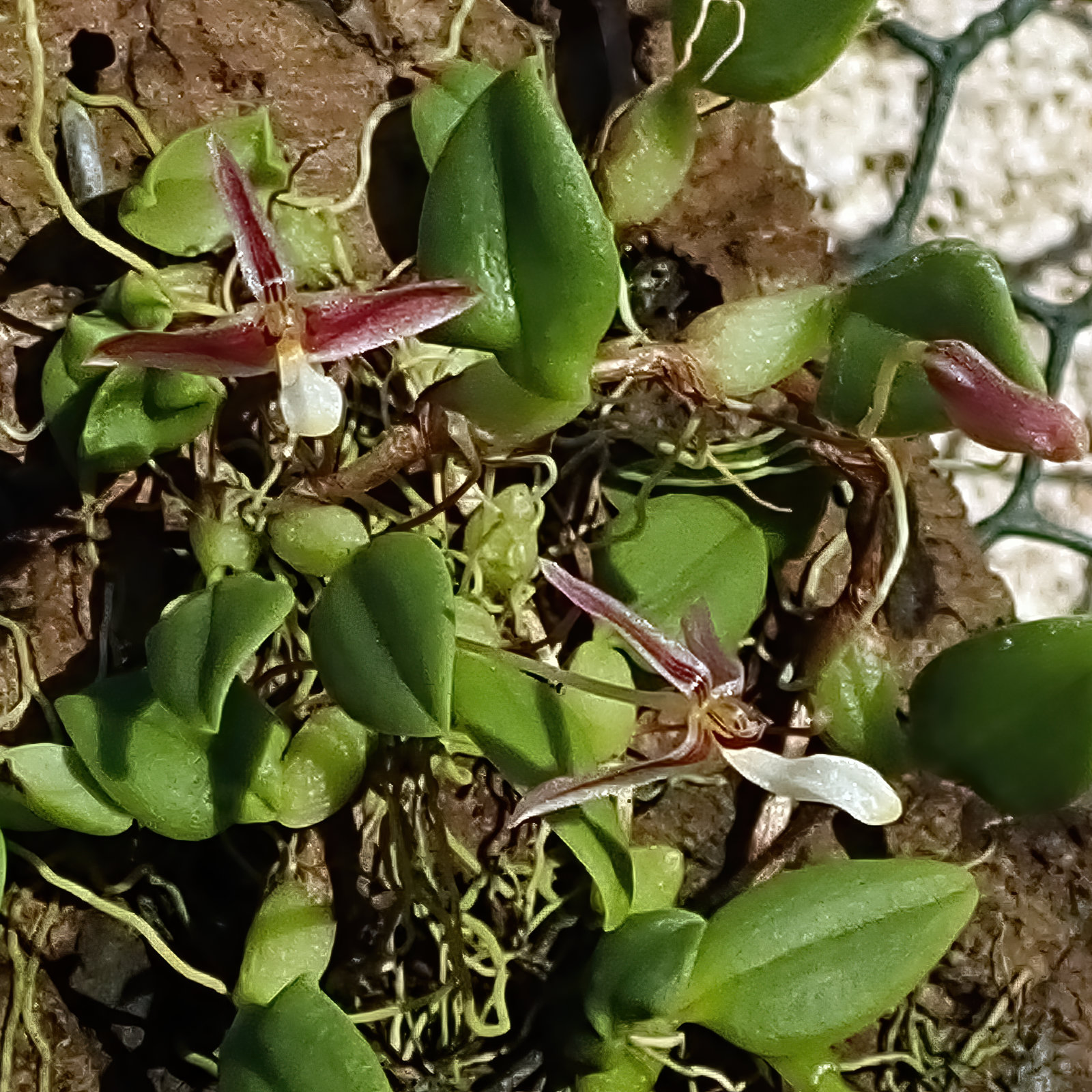 Bulbophyllum (Hapalochilus) alkmaarensis