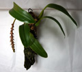 Bulbophyllum hastiferum