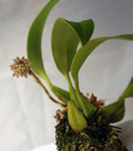 Bulbophyllum hastiferum