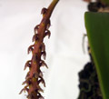 Bulbophyllum hastiferum