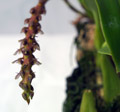 Bulbophyllum hastiferum