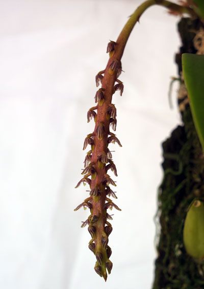 Bulbophyllum hastiferum