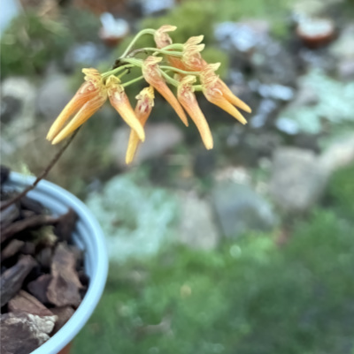 Bulbophyllum helenae