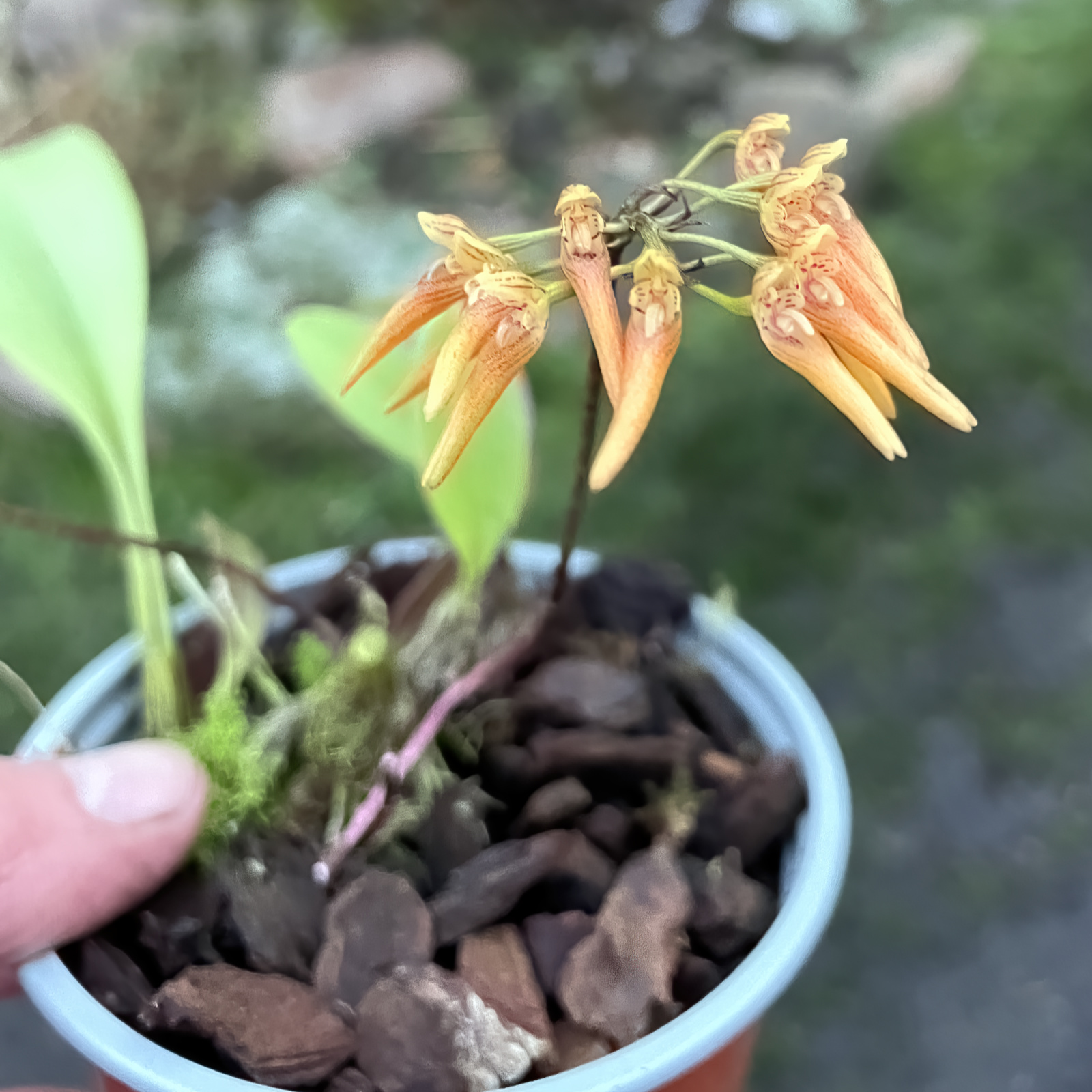 Bulbophyllum helenae