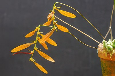 Bulbophyllum kanburiense