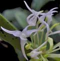 Bulbophyllum laxiflorum