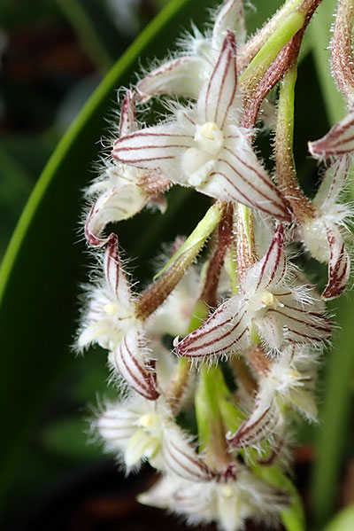 Bulbophyllum lindleyanum